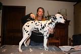 DALMATIEN - BROSSAGE 057